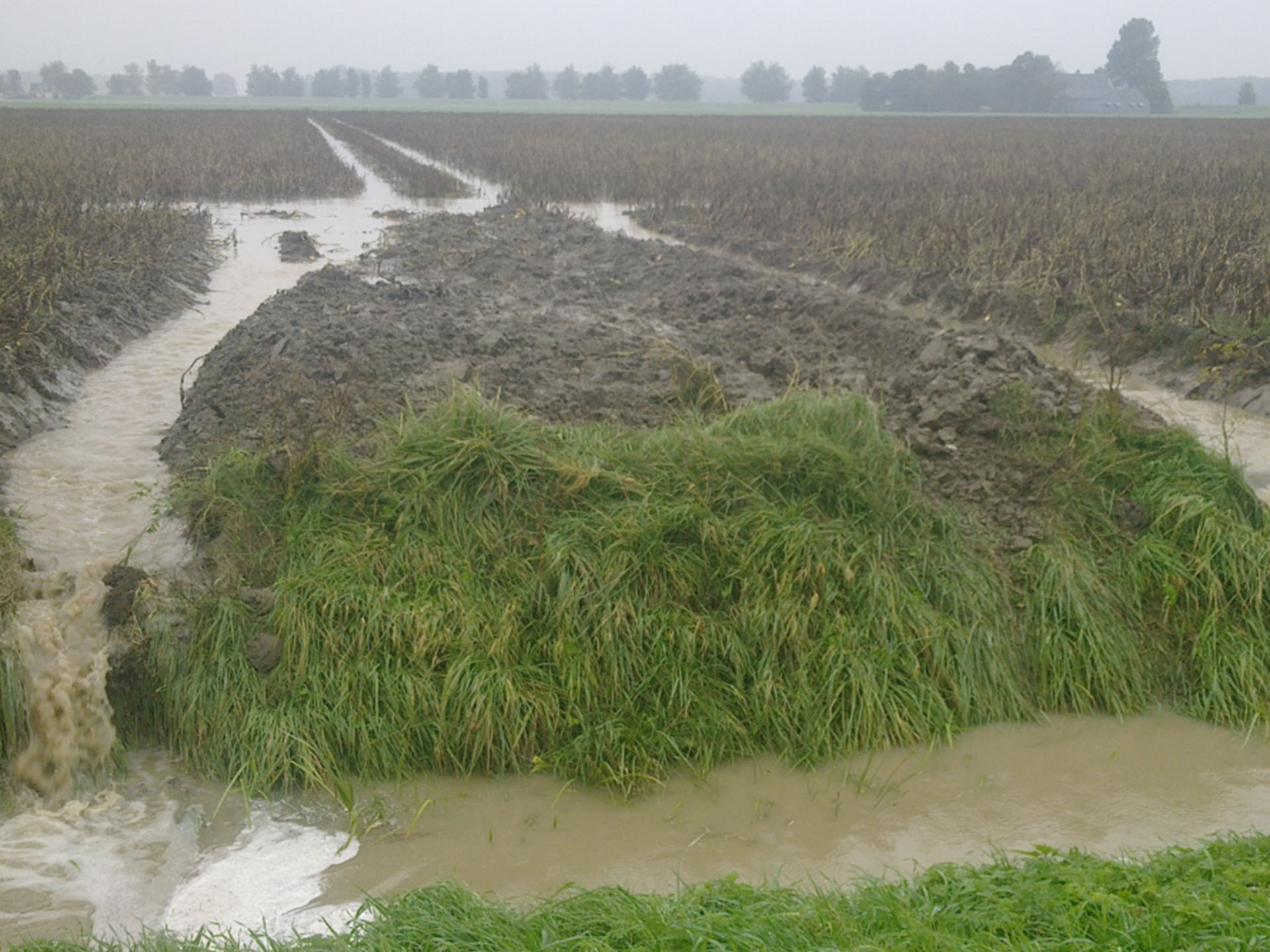 Grote hagelstenen zorgden ervoor dat bijna alle stengels over het hele gebied braken.