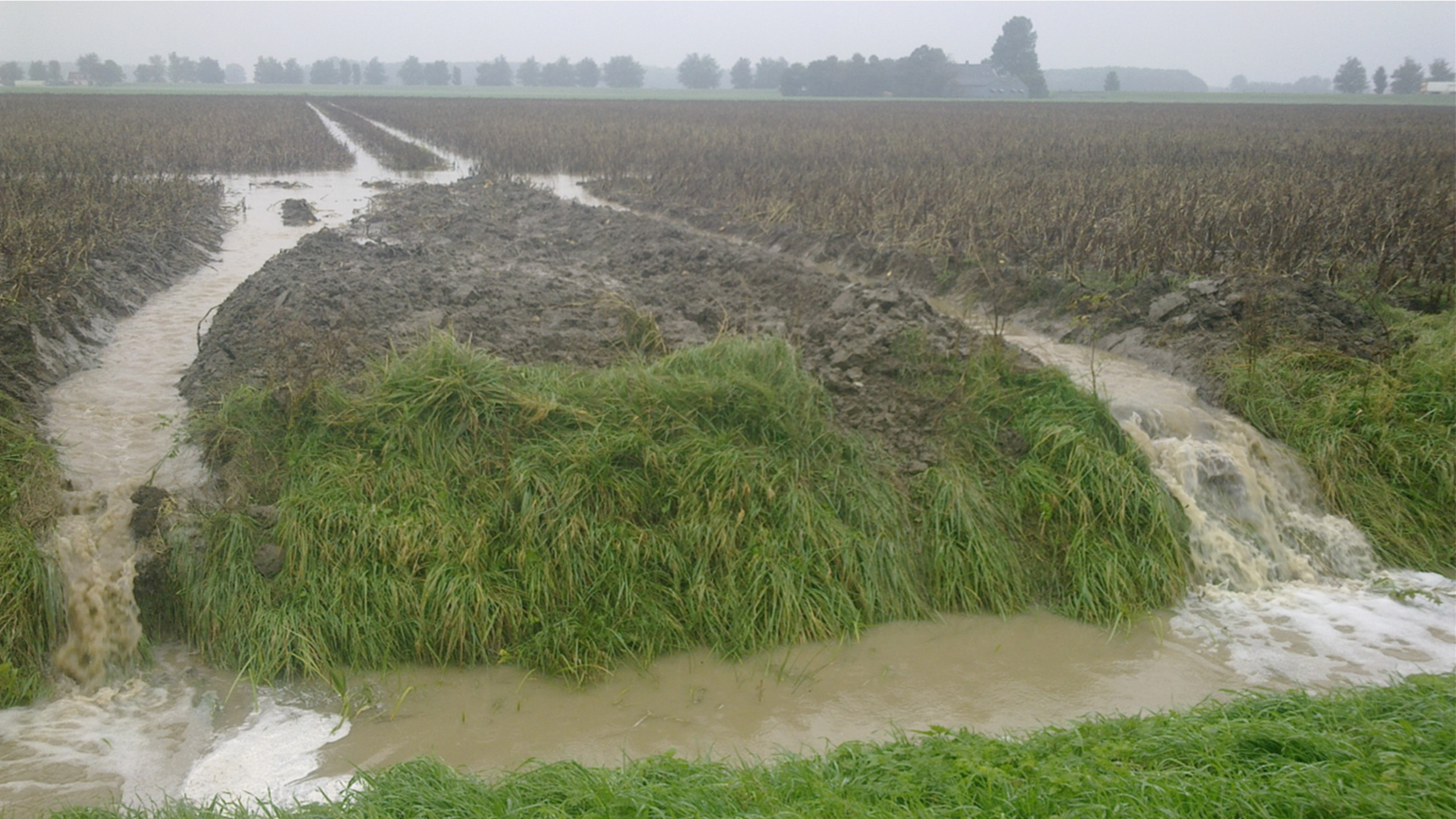 Grote hagelstenen zorgden ervoor dat bijna alle stengels over het hele gebied braken.